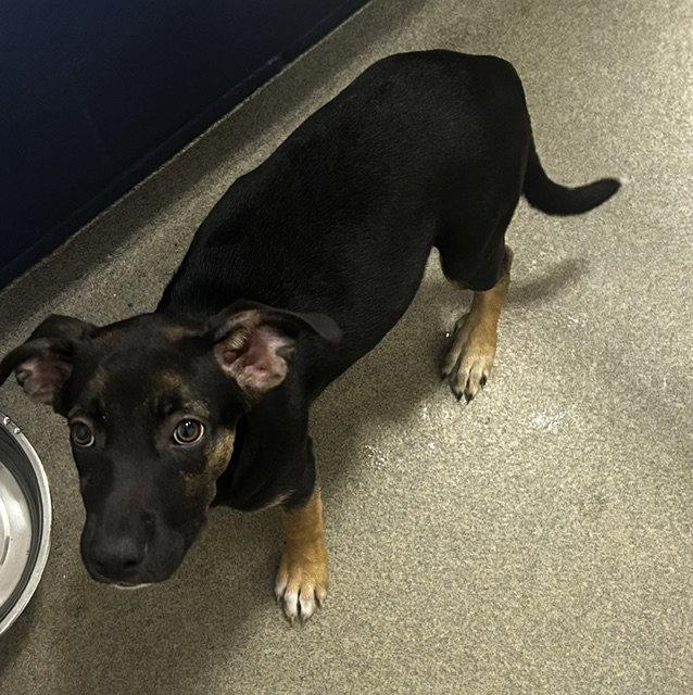 Elsa - 3 months ( Avail 8/12), Adoptable, Young Female Mountain Cur.
