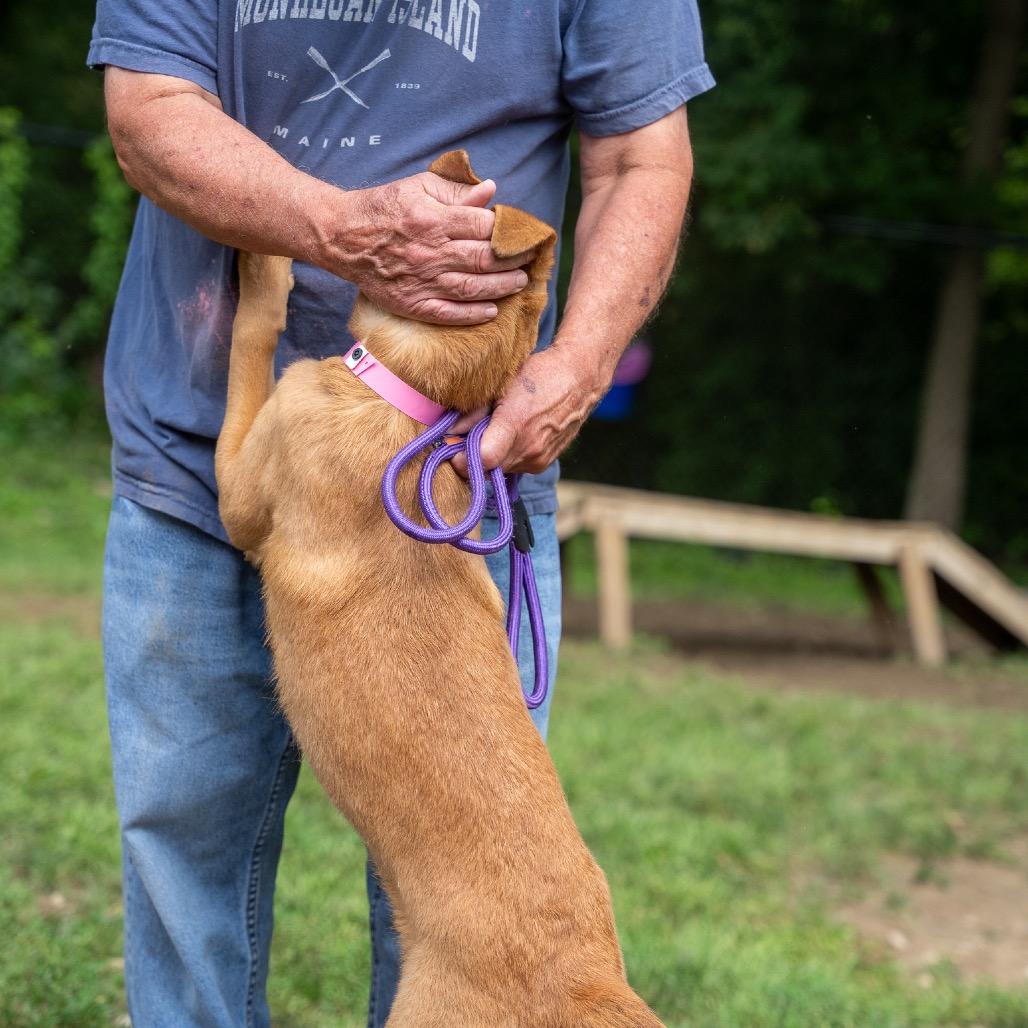 Stormer, Adoptable, Young Female Terrier & Shepherd.