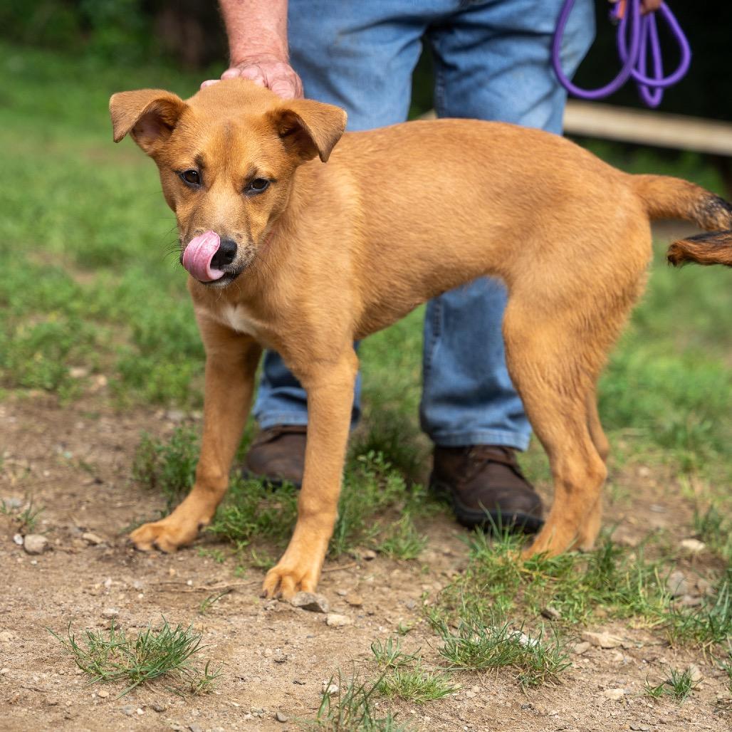 Enlarge Stormer, a Adoptable mixed breed in Pawling, NY image 2/6