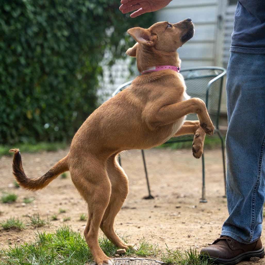 Enlarge Stormer, a Adoptable mixed breed in Pawling, NY image 3/6