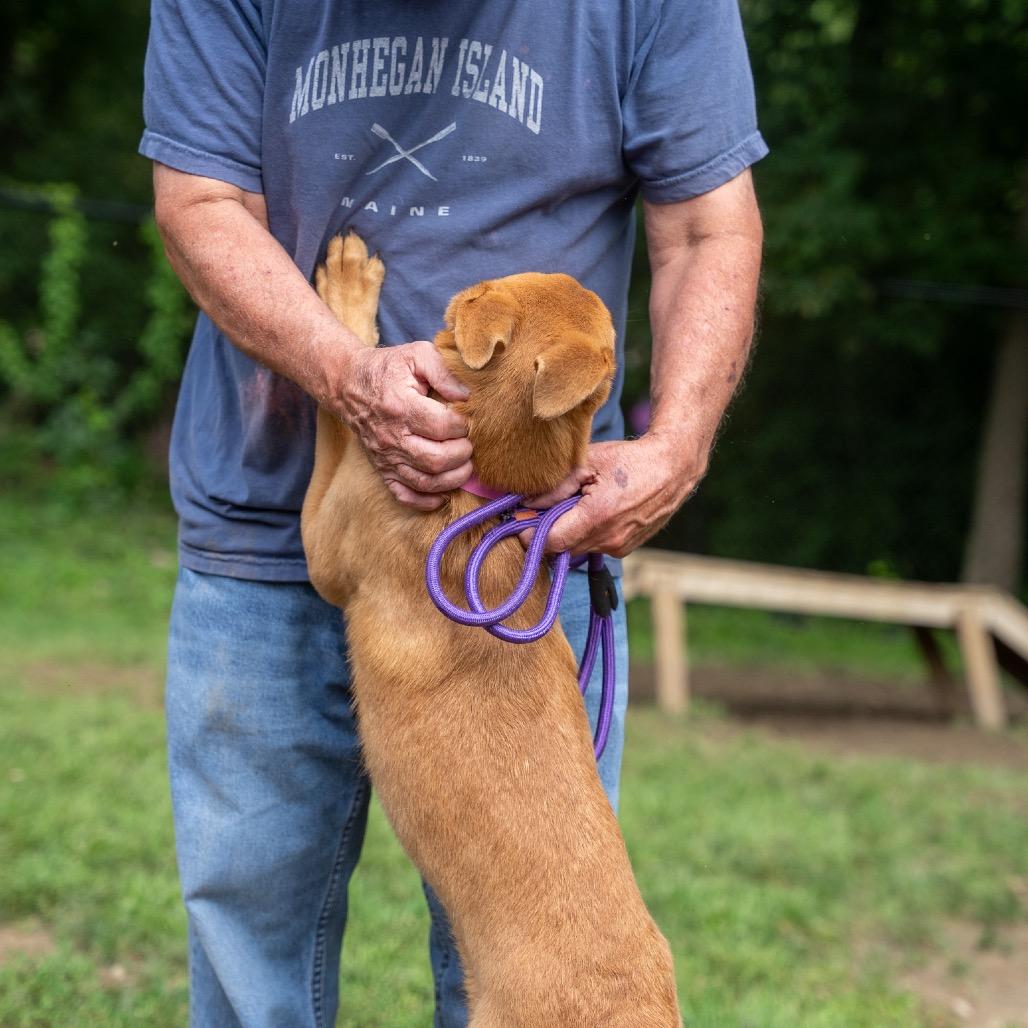 Enlarge Stormer, a Adoptable mixed breed in Pawling, NY image 4/6