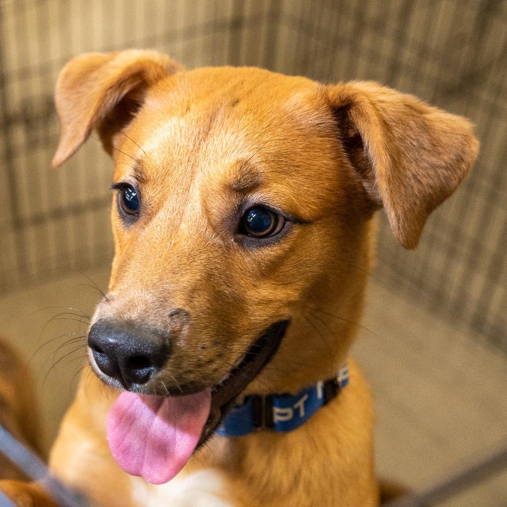 Enlarge Stormer, a Adoptable mixed breed in Pawling, NY image 5/6