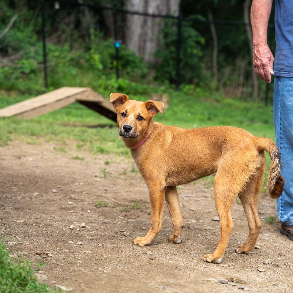Enlarge Stormer, a Adoptable mixed breed in Pawling, NY image 6/6