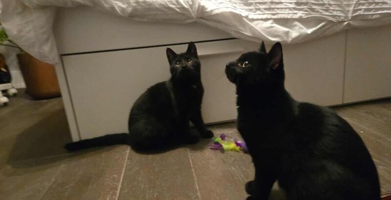 Spagleetch, Adoptable, Adult Female Domestic Short Hair.