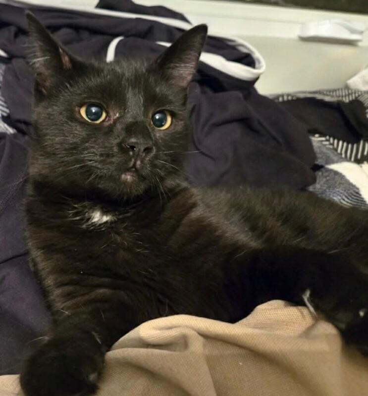 Enlarge Spagleetch, a Adoptable Domestic Short Hair in Athens, ON image 2/2