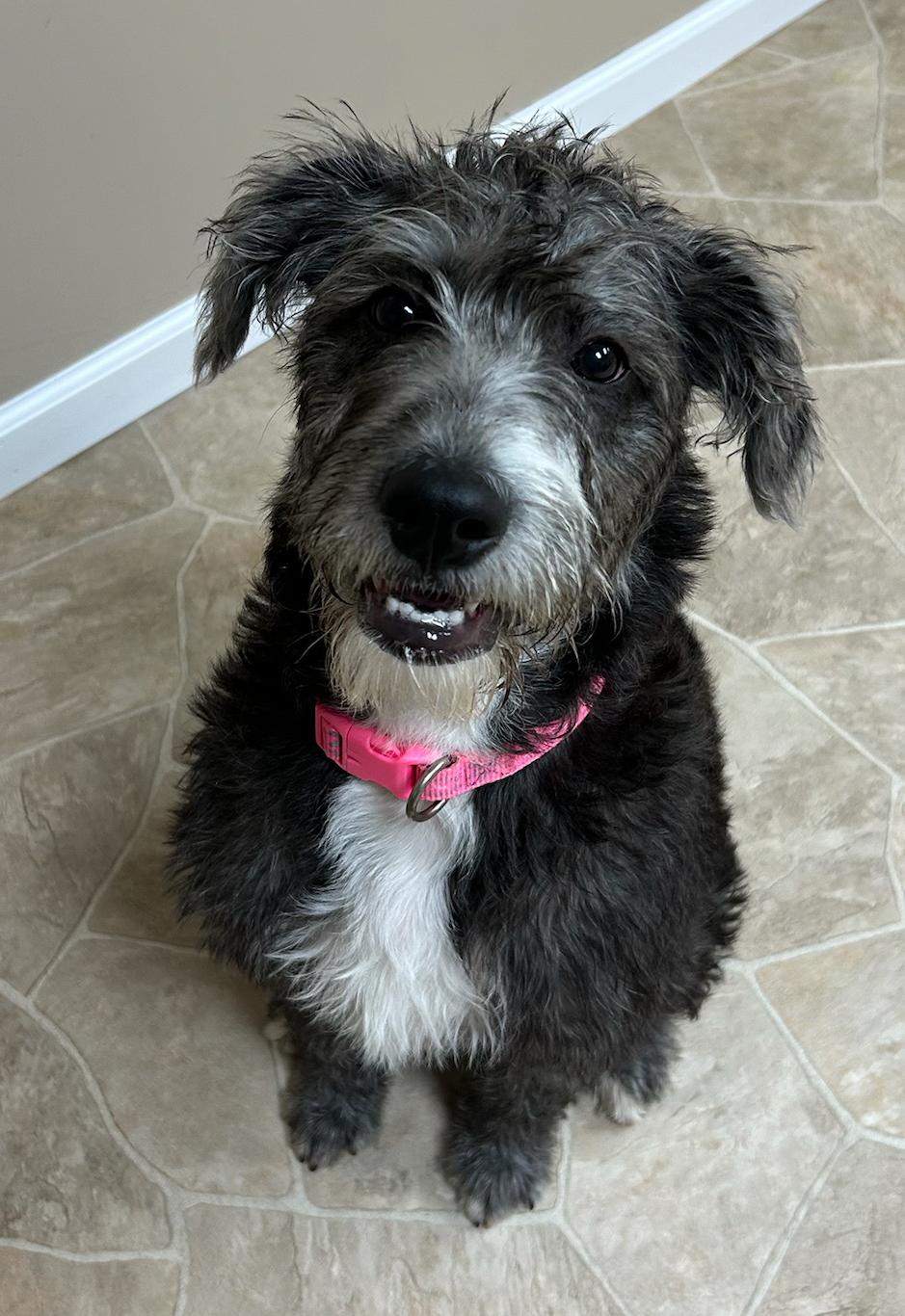 Enlarge Honey, a Adoptable mixed breed in Neillsville, WI image 6/6