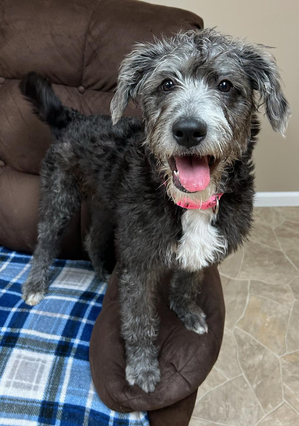 Enlarge Honey, a Adoptable mixed breed in Neillsville, WI image 3/6