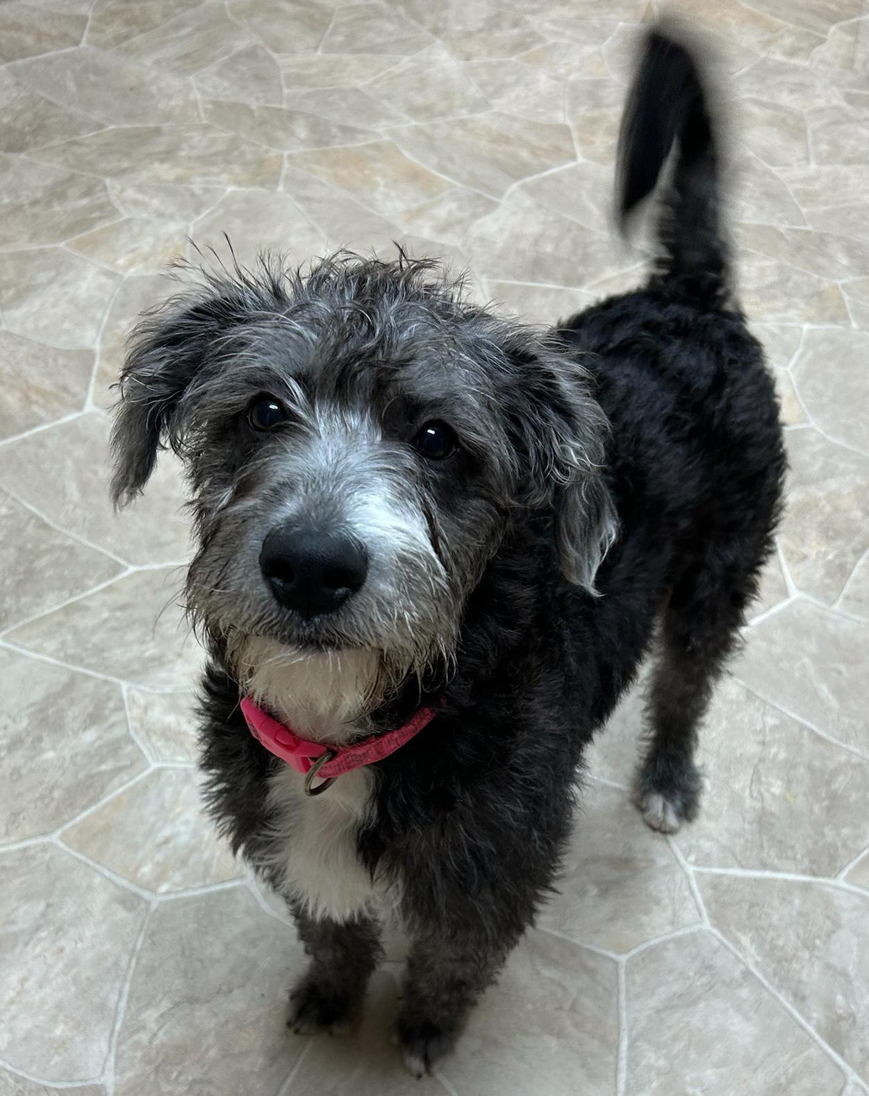 Enlarge Honey, a Adoptable mixed breed in Neillsville, WI image 4/6