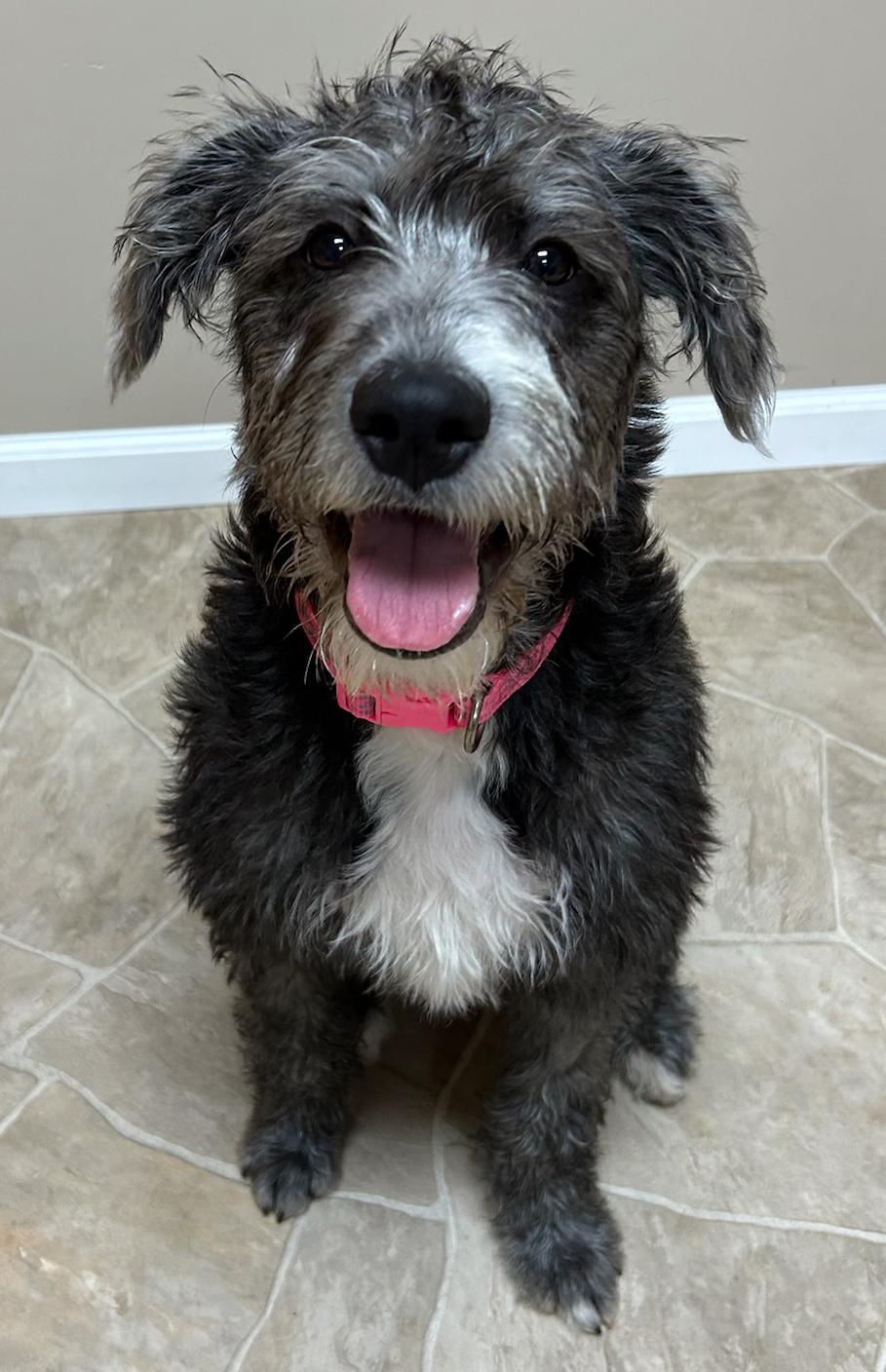 Enlarge Honey, a Adoptable mixed breed in Neillsville, WI image 2/6