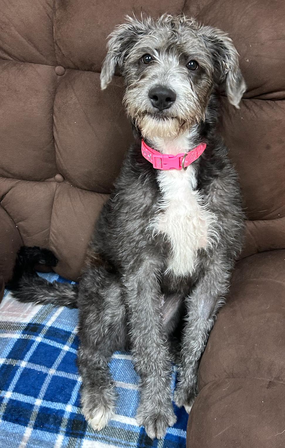 Enlarge Honey, a Adoptable mixed breed in Neillsville, WI image 5/6