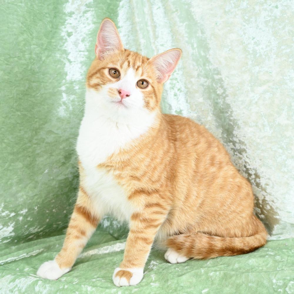 Baxter, Adoptable, Young Male Domestic Short Hair.