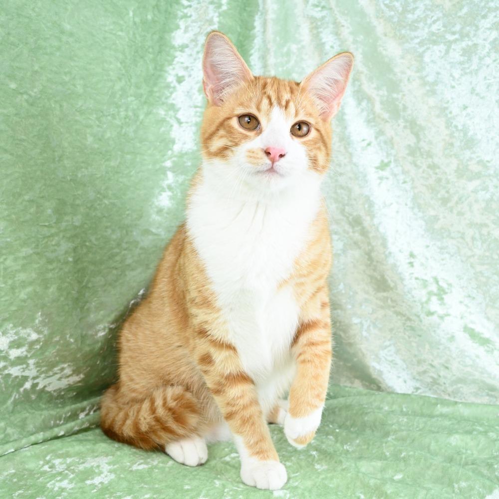 Enlarge Baxter, a Adoptable Domestic Short Hair in Mobile, AL image 2/6