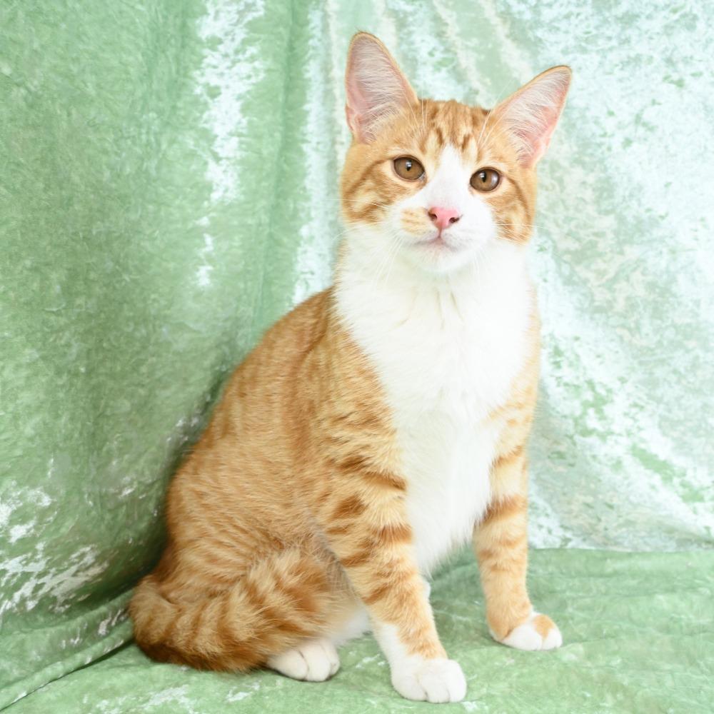Enlarge Baxter, a Adoptable Domestic Short Hair in Mobile, AL image 3/6