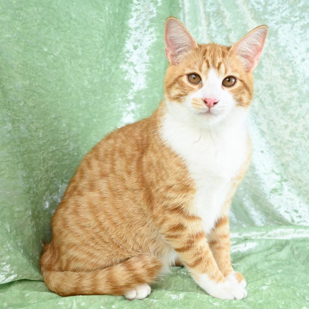 Enlarge Baxter, a Adoptable Domestic Short Hair in Mobile, AL image 4/6