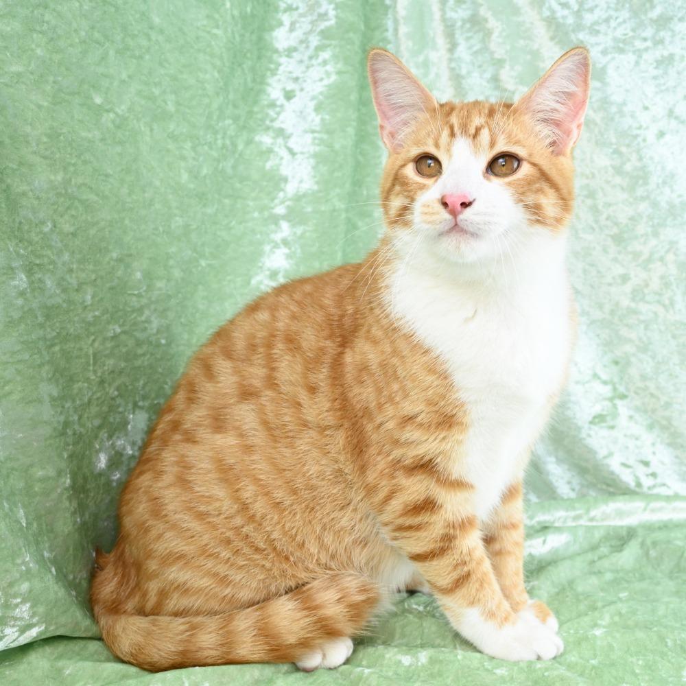 Enlarge Baxter, a Adoptable Domestic Short Hair in Mobile, AL image 5/6