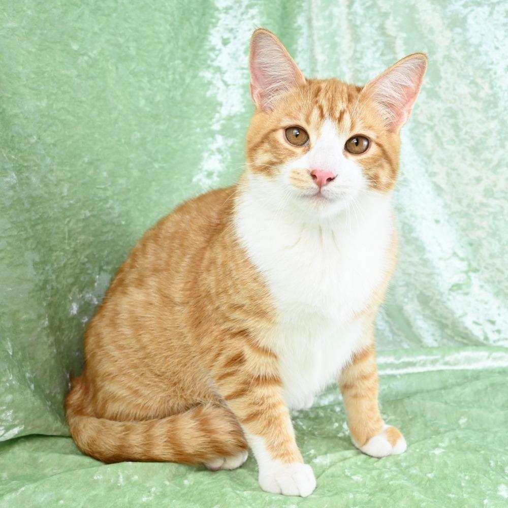 Enlarge Baxter, a Adoptable Domestic Short Hair in Mobile, AL image 6/6