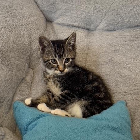 Enlarge TARRAGON, an adopted Domestic Short Hair in East Greenwich, RI image 5/6