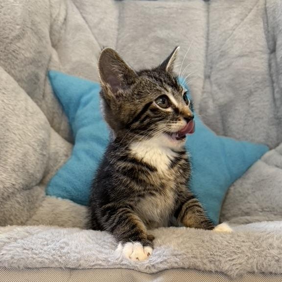 Enlarge TARRAGON, an adopted Domestic Short Hair in East Greenwich, RI image 2/6