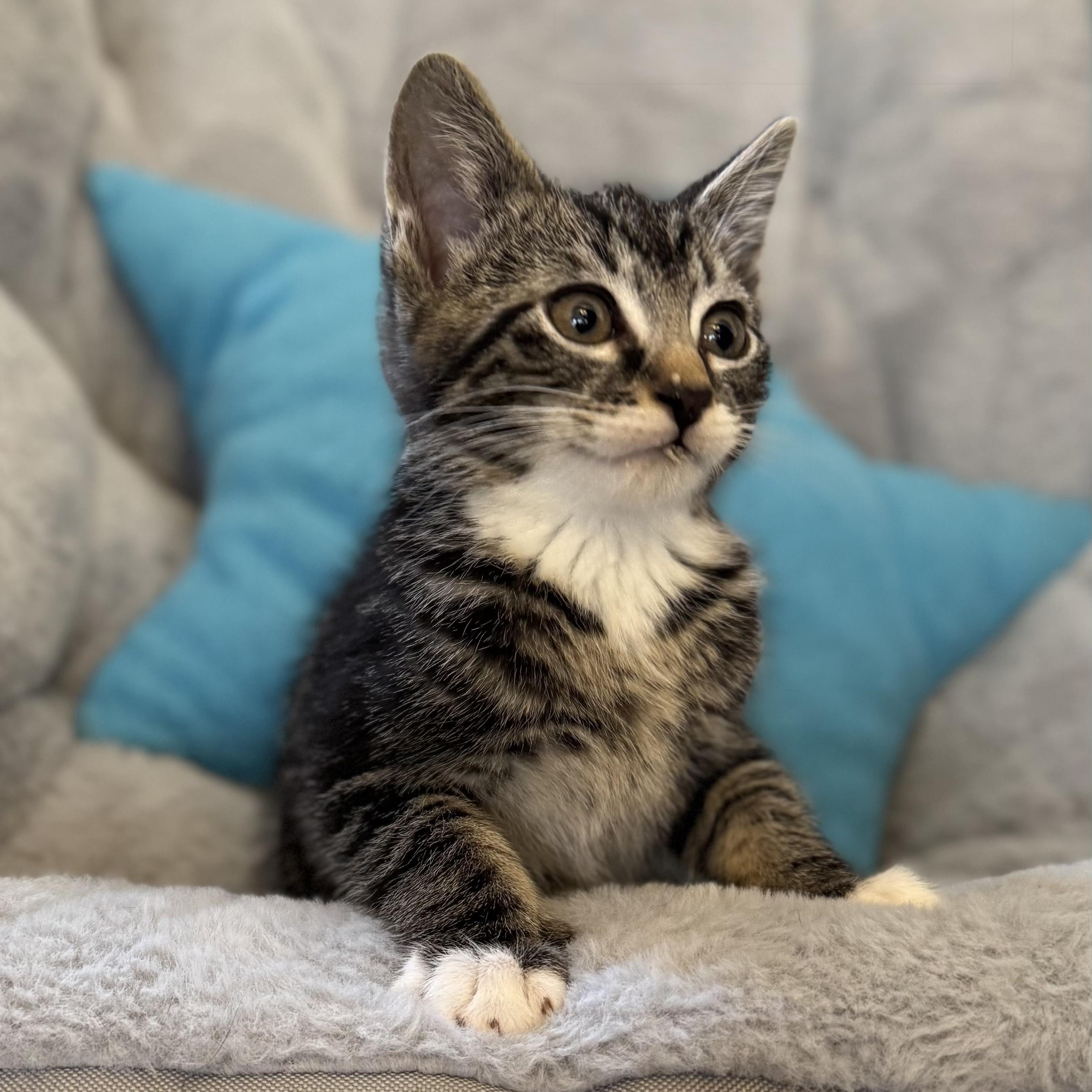 TARRAGON, adopted, Kitten Male Domestic Short Hair.