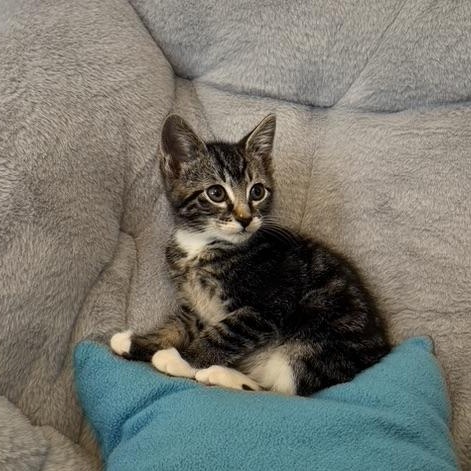 Enlarge TARRAGON, an adopted Domestic Short Hair in East Greenwich, RI image 3/6