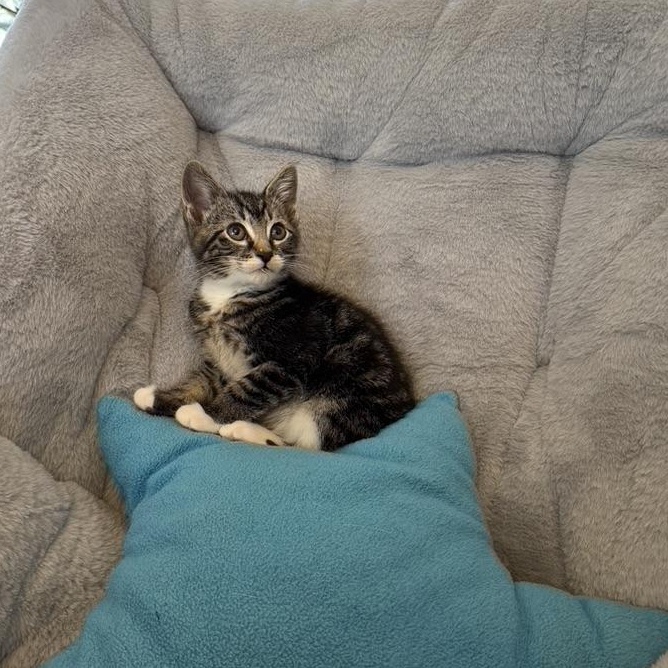 Enlarge TARRAGON, an adopted Domestic Short Hair in East Greenwich, RI image 4/6