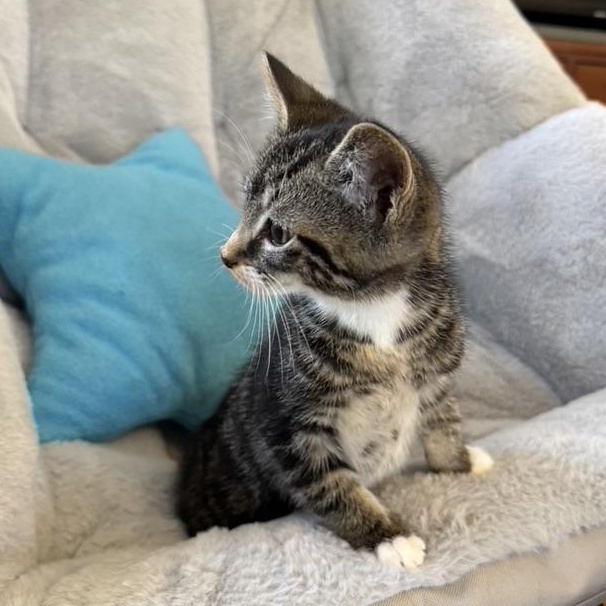 Enlarge TARRAGON, an adopted Domestic Short Hair in East Greenwich, RI image 6/6