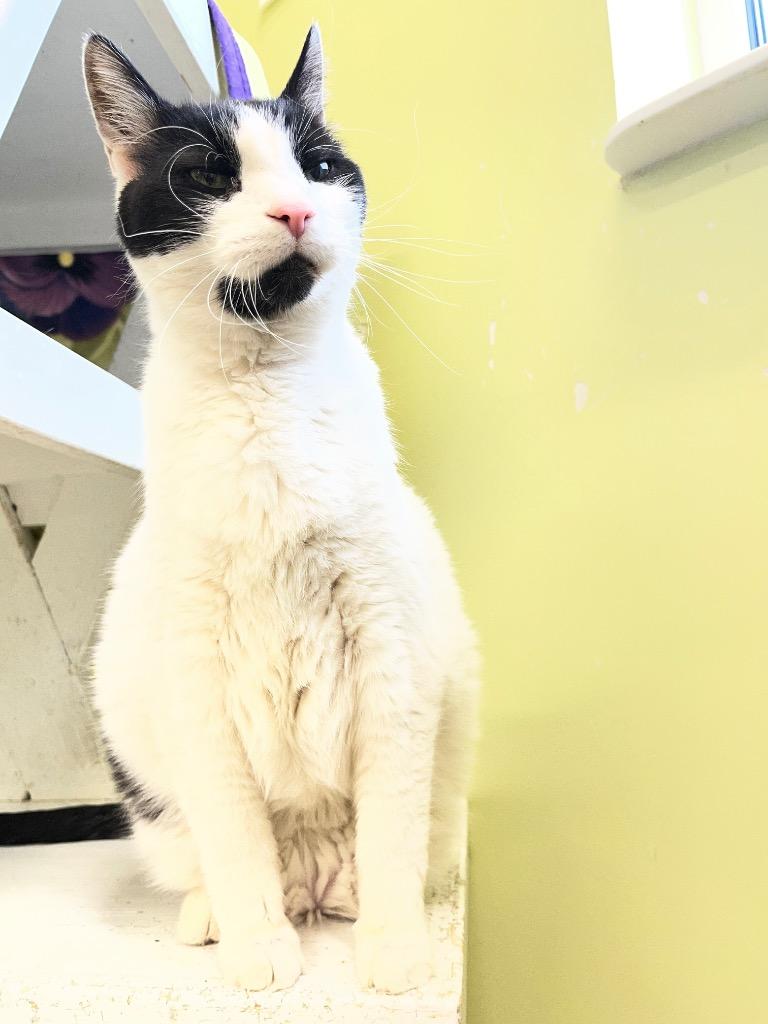 Enlarge Gizzard, a Adoptable mixed breed in Auburn, IN image 1/5