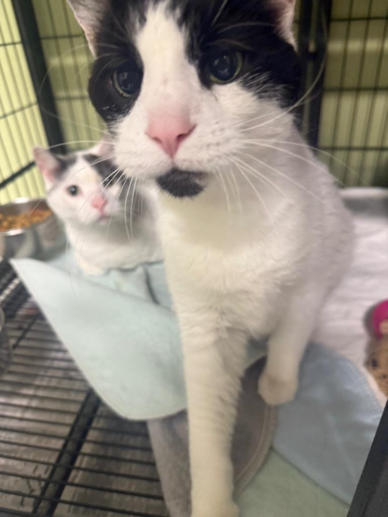 Enlarge Gizzard, a Adoptable mixed breed in Auburn, IN image 2/5