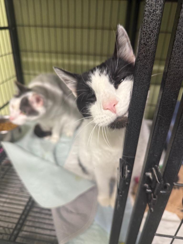 Enlarge Gizzard, a Adoptable mixed breed in Auburn, IN image 3/5