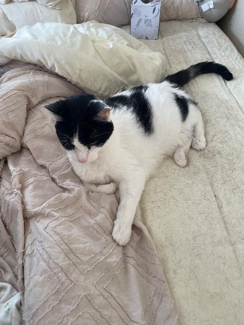 Enlarge Gizzard, a Adoptable mixed breed in Auburn, IN image 4/5