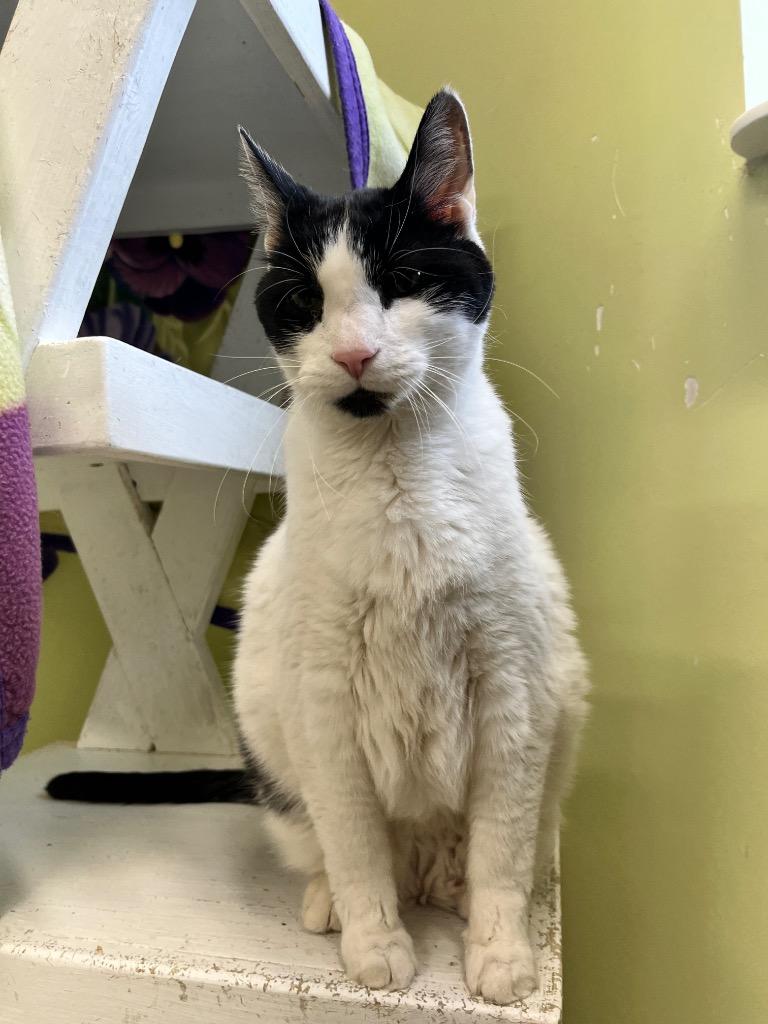 Enlarge Gizzard, a Adoptable mixed breed in Auburn, IN image 5/5