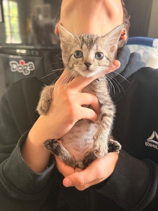 Enlarge Spiderman, a Adoptable Tabby in Chattanooga, TN image 1/1
