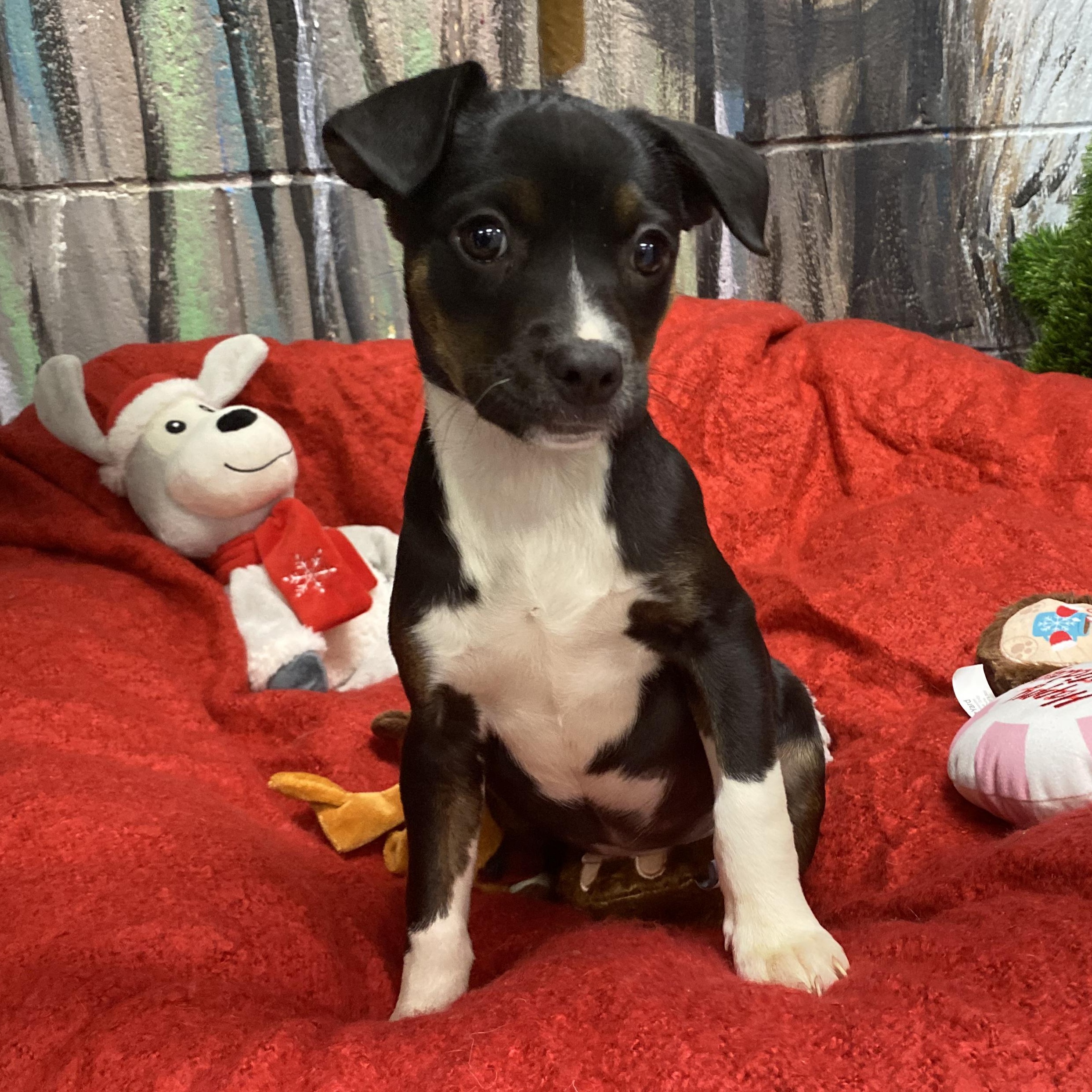 Enlarge AURORA, a Adoptable Mixed Breed in Cranston, RI image 2/2