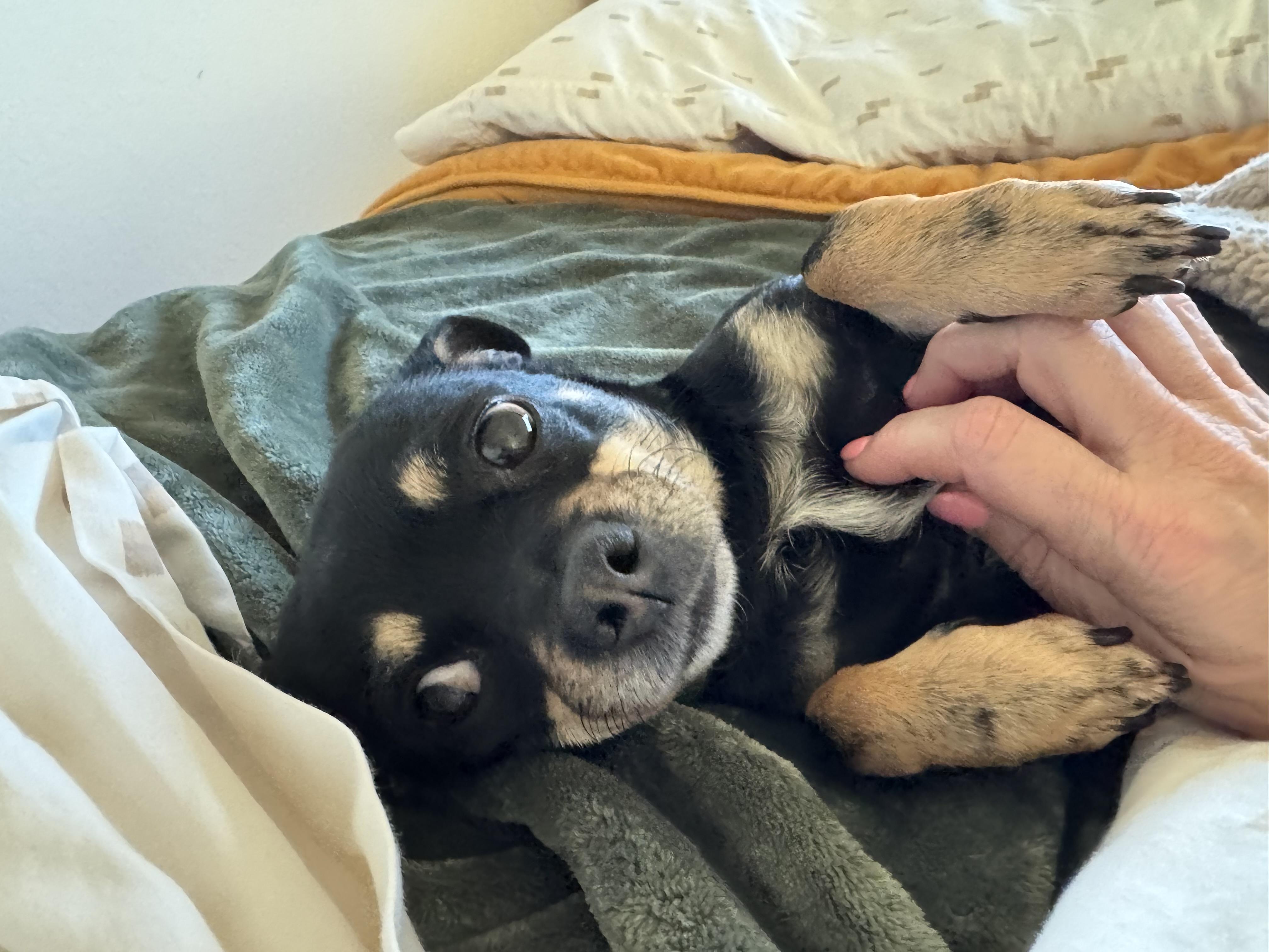 Enlarge Armani , a ADOPTABLE mixed breed in Sacramento, CA image 4/4