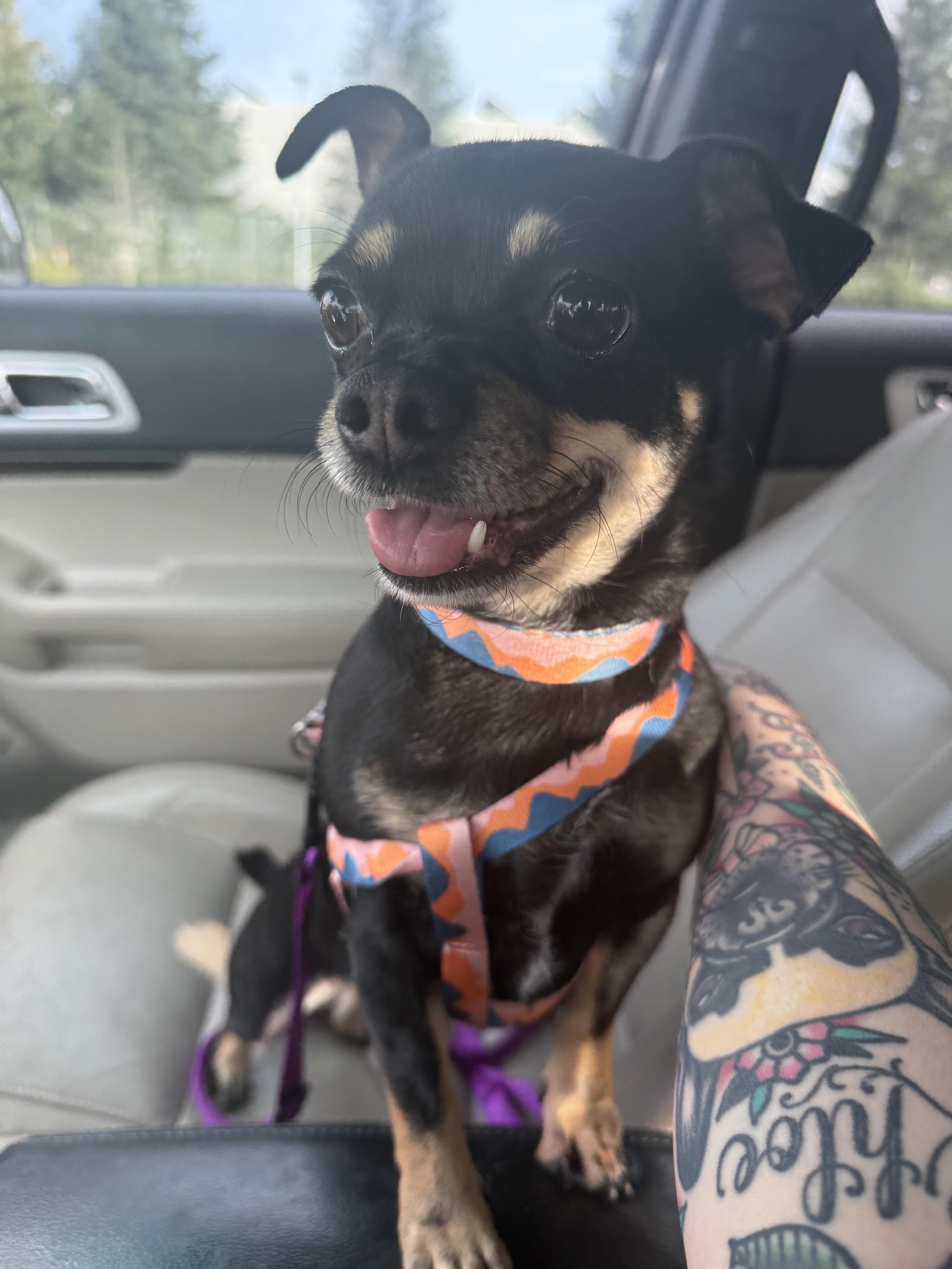 Armani , ADOPTABLE, Adult Female Dachshund.