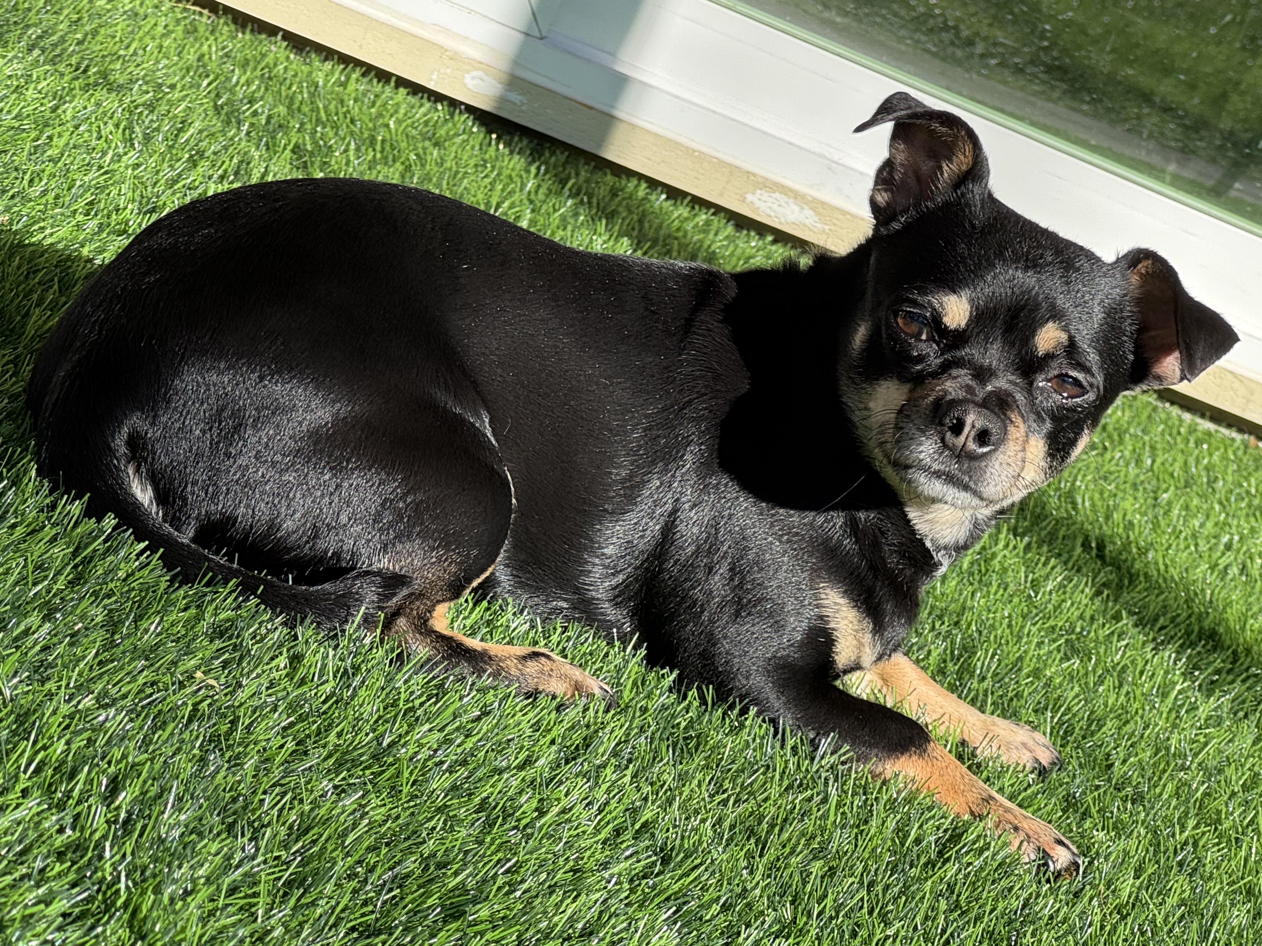 Enlarge Armani , a ADOPTABLE mixed breed in Sacramento, CA image 3/4