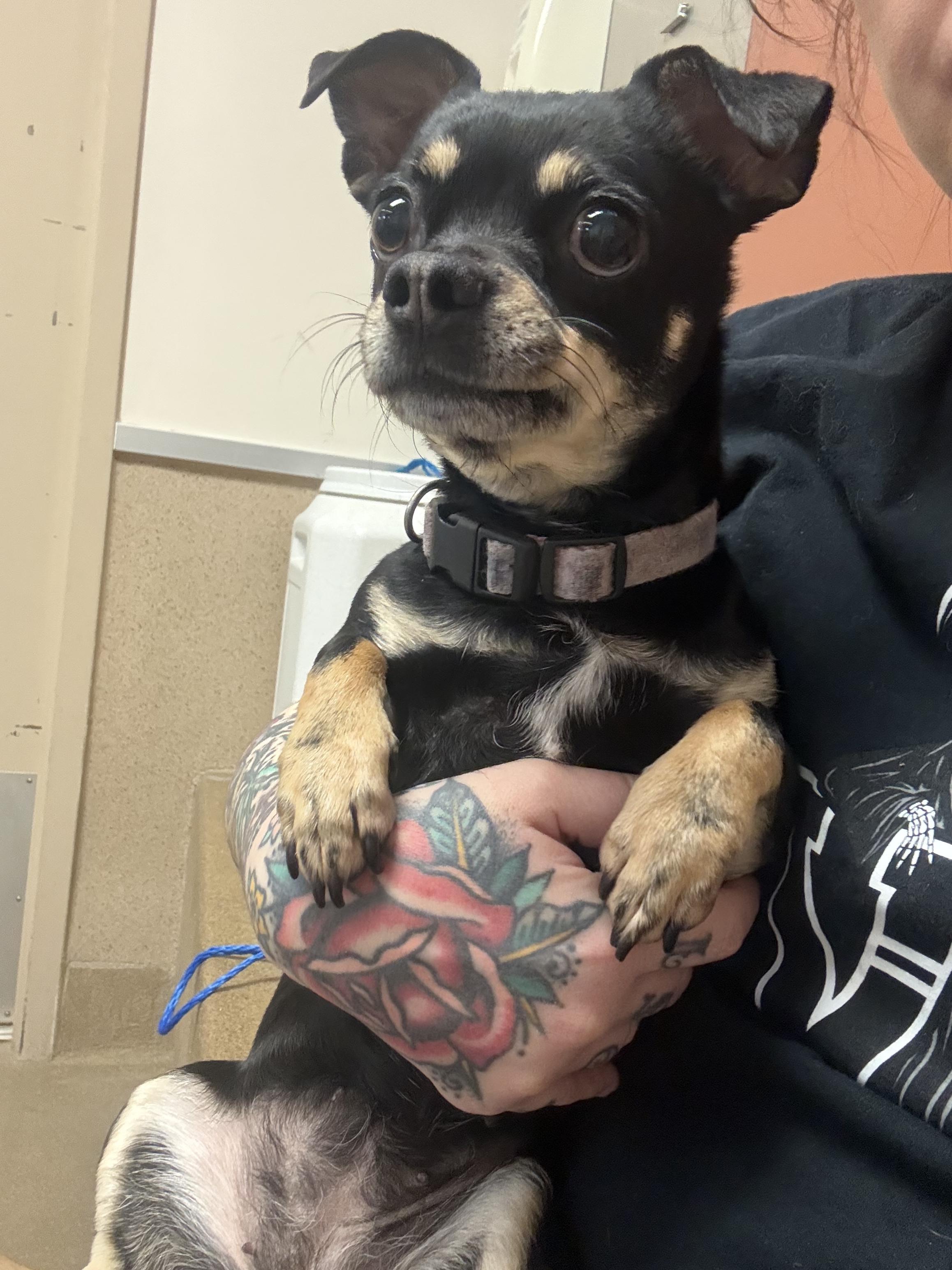 Enlarge Armani , a ADOPTABLE mixed breed in Sacramento, CA image 2/4