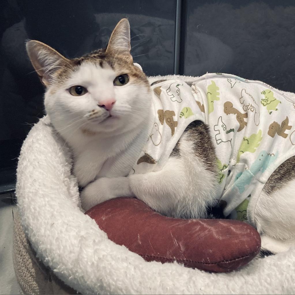 Sheila, Adoptable, Adult Female Domestic Short Hair.