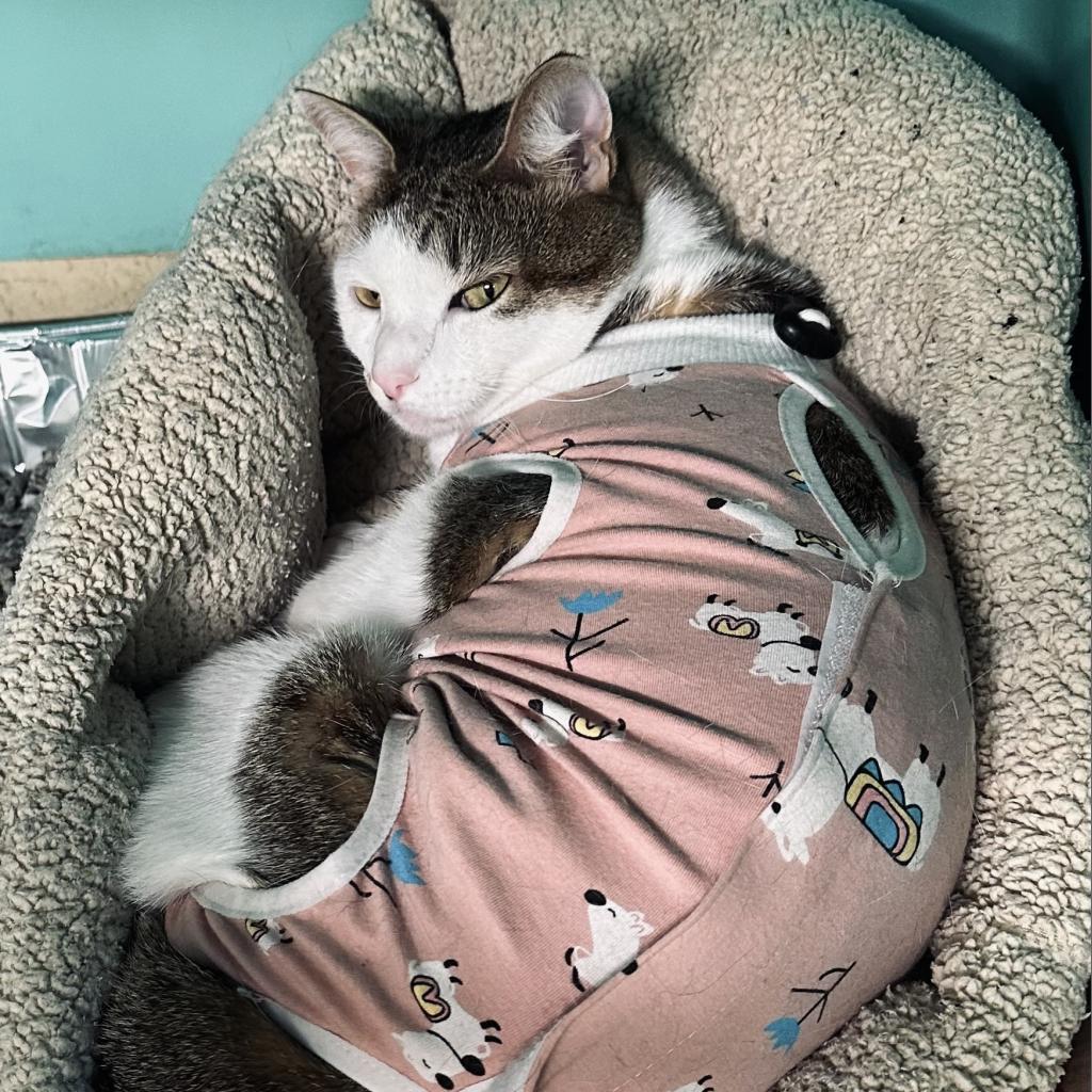 Enlarge Sheila, a Adoptable Domestic Short Hair in Brooklyn, NY image 2/3