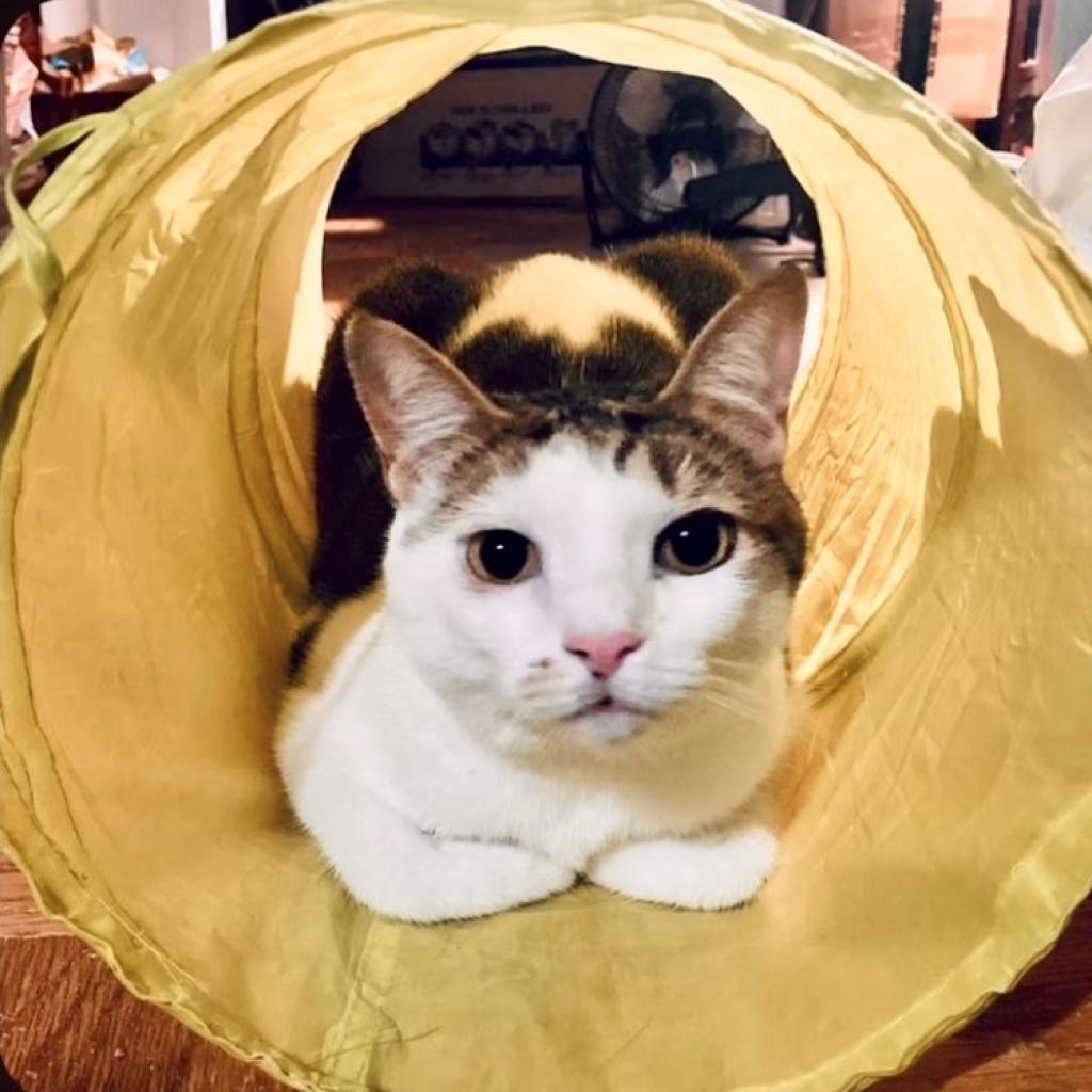 Enlarge Sheila, a Adoptable Domestic Short Hair in Brooklyn, NY image 3/3