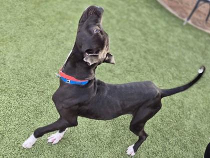 Enlarge Finlo, a Adoptable mixed breed in Phoenix, AZ image 1/6