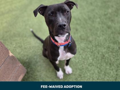 Enlarge Finlo, a Adoptable mixed breed in Phoenix, AZ image 4/6