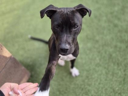 Enlarge Finlo, a Adoptable mixed breed in Phoenix, AZ image 6/6