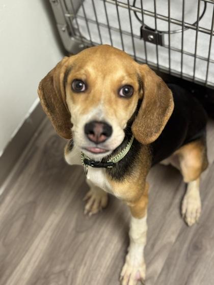 Jasper, Adoptable, Puppy Male Hound & Mixed Breed.