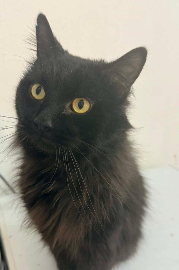 Enlarge Jack, an adopted Domestic Long Hair in Kenai, AK image 1/1