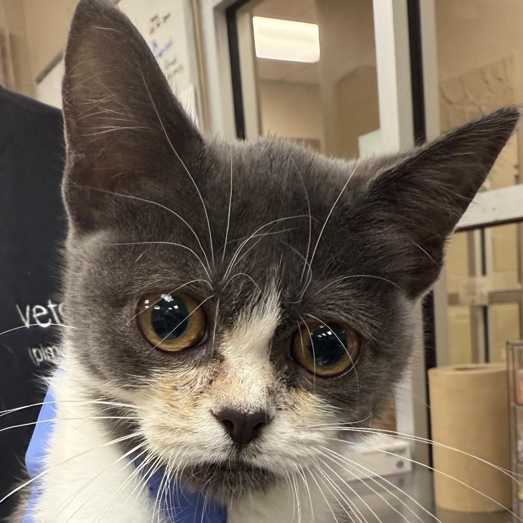 Gertrude thumbnail 2