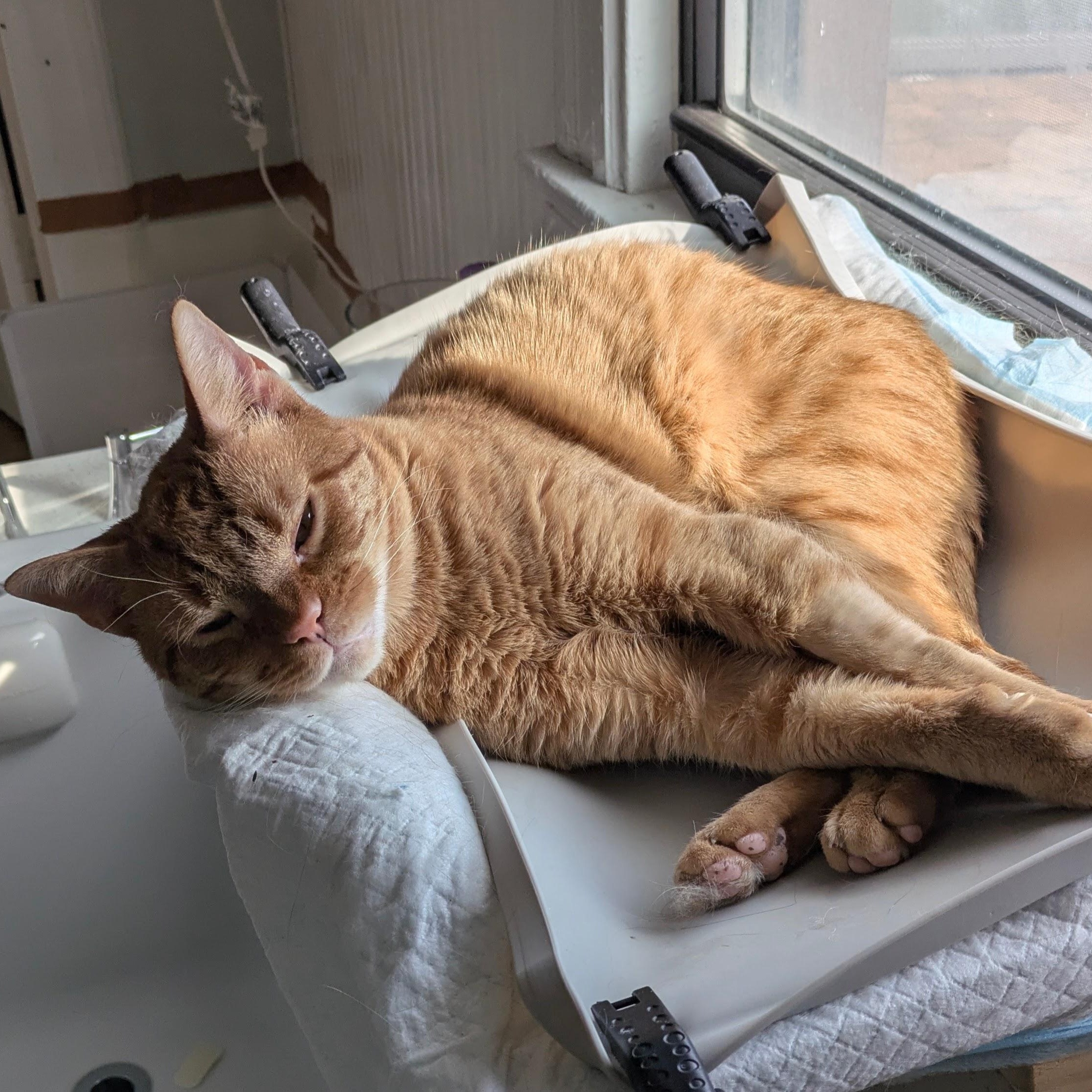 Enlarge BUBBA, a Adopted Domestic Short Hair in Colts Neck, NJ image 3/5