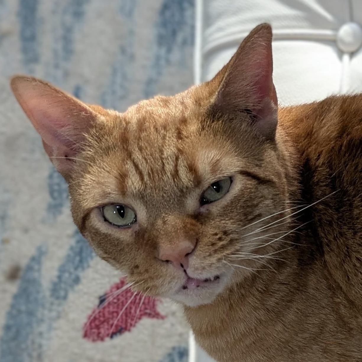 Enlarge BUBBA, a Adopted Domestic Short Hair in Colts Neck, NJ image 2/5