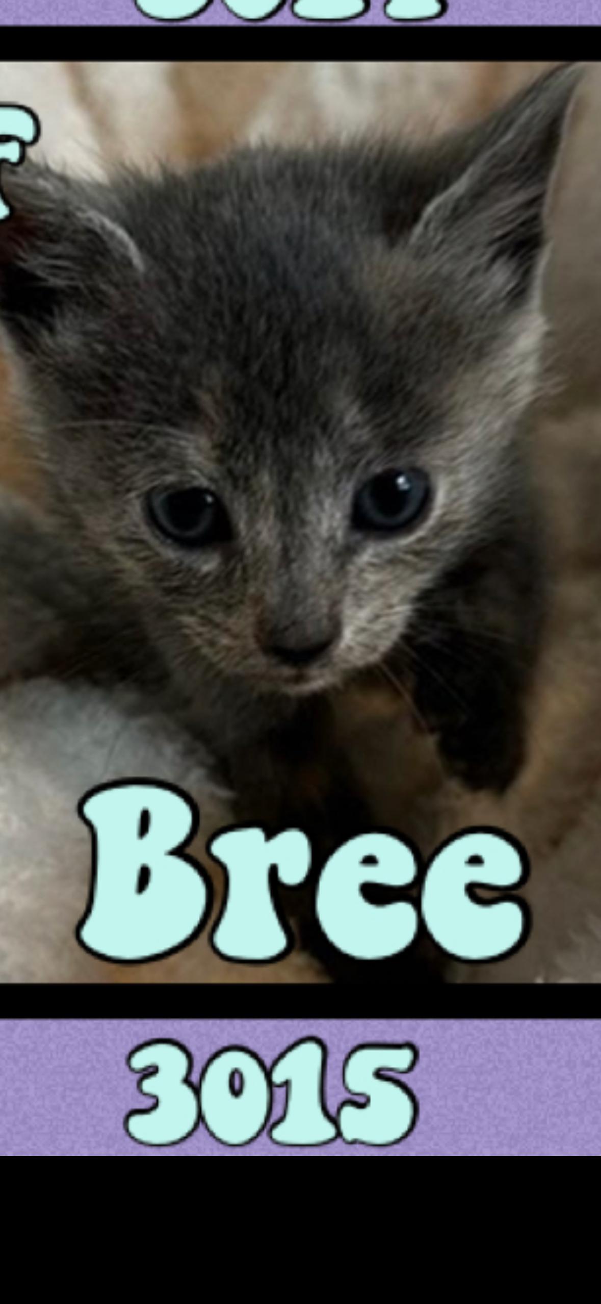 Bree, Young Female Domestic Short Hair