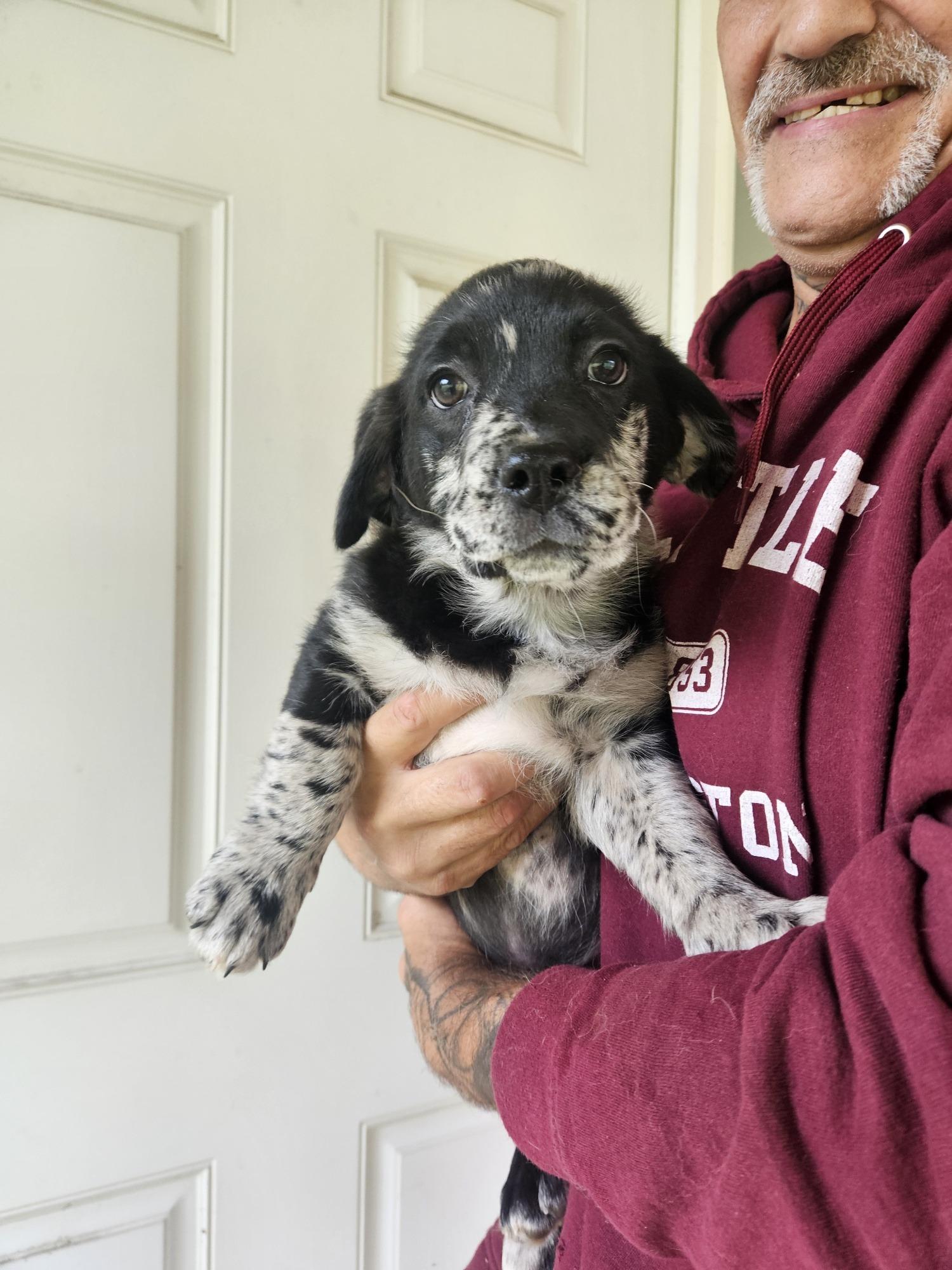 Puppies - Blizzy, Adoptable, Puppy Female Terrier.